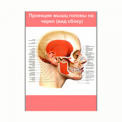 Плакат Vivay Проекция мышц головы на череп (вид сбоку) А0 (8237) Полтава