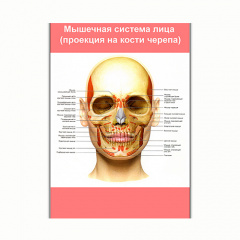 Плакат Vivay Мышечная система лица (проекция на кости черепа) А0 (8197) Полтава