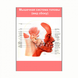 Плакат Vivay Мышечная система головы (вид сбоку) А0 (8229)