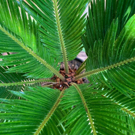 Цикас Революта Florinda (Саго́вник поника́ющий) Cycas Revoluta, высота 40 - 50см, объём горшка 2л