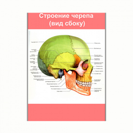 Плакат Vivay Строение черепа (вид сбоку) А0 (8165)