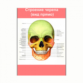 Плакат Vivay Строение черепа (вид прямо) А0 (8157)