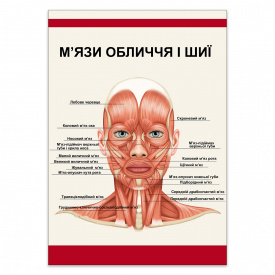 Плакат “М’язи обличчя і шиї” Vivay А0