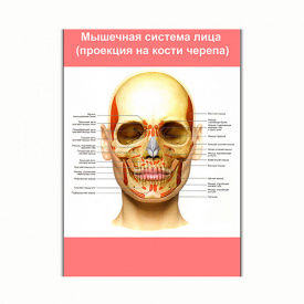 Плакат Vivay Мышечная система лица (проекция на кости черепа) А0 (8197)