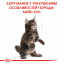 Сухой корм для котят Royal Canin Mainecoon Kitten 2 кг (3182550816502) (2558020) Іршава
