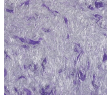 Рідкі шпалери Фіолетового кольору Лілія 902