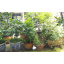Универсальная система полива сада и огорода 10м Muciakie Garden садовая насадка-распылитель для орошения 4/7 мм с быстрозажимным конектором Сміла