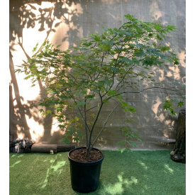 Большой японский клен Rovinsky Garden Japanese maple, acer palmatum Aka Shigitatsu Sawa, 2м, объем горшка 25л (RG028)