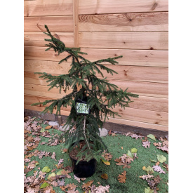 Фото - Ель Ауреоспиката Picea orientalis Aureospicata Rovinsky Garden 80-100 см 3л (RG337) Ель Ауреоспиката Picea orientalis Aureospicata Rovinsky Garden 80-100 см 3л (RG337)