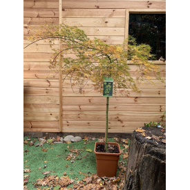 Японский клен Palmatum Emerald Lace Rovinsky Garden130-150 см 15л (RG344)