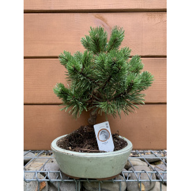 Бонсай Японська сосна Rovinsky Garden Bonsai Pinus thunbergii, висота 25 - 35см, об`єм горщику 0,75л