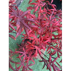 Японский клен Rovinsky Garden Japanese maple, acer palmatum Starfish Rounded Leaves, 60-80см, объем горшка 3л