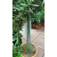 Оливковое дерево Florinda Olea europaea, 85-100 см, обьем горшка 6л Киев