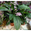 Спатифиллум Сенсация Florinda (Spathiphyllum Sensation), 2 растения в горшке, 130см, объем горшка 6л Весёлое