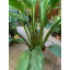 Спатифиллум Сенсация Florinda (Spathiphyllum Sensation), 2 растения в горшке, 130см, объем горшка 6л Веселе