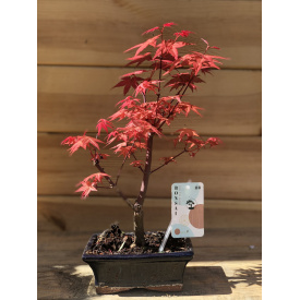 Японский клен Rovinsky Garden (Japanese maple) Bonsai Red Wood 25-35 см RG010