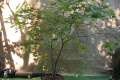 Большой японский клен Rovinsky Garden Japanese maple, acer palmatum Aka Shigitatsu Sawa, 2м, объем горшка 25л (RG028)