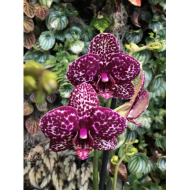 Орхидея Фаленопсис Florinda Дикий Кот Orchid Phalaenopsis Wild Cat