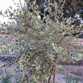 Береза Florinda Betula nigra Shiloh Splash, 2м, объем горшка 20л