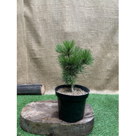 Сосна румелийская, балканская, македонская Rovinsky Garden Pinus peuce, высота 20-30см, объём горшка 3л