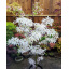 Японский клен Rovinsky Garden (Japanese maple) Ukigomo 60-70 см (объем горшка 3 л) RG025 Мукачево
