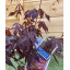 Японский клен Rovinsky Garden (Japanese maple) Atropurpureum 70-90 см (объем горшка 3 л) RG001 Мукачево