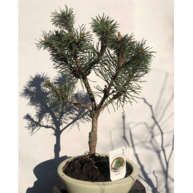 Бонсай Японская сосна Rovinsky Garden Bonsai Pinus thunbergii 25 - 35 см 0,3 л