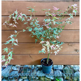 Клен японский Rovinsky Garden Acer Palmatum Taylor 50-60 см 4 л (RG577)