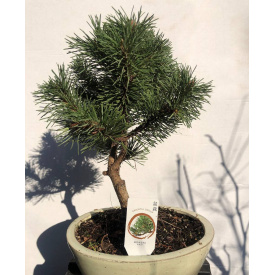 Бонсай Японская сосна Rovinsky Garden Bonsai Pinus thunbergii 25-35 см 0,6 л