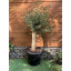 Оливковое дерево Florinda Olea europaea 210-220 см 35 л (RG201-1) Приморск