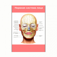 Плакат Vivay Нервная система лица А0 (8253) Полтава