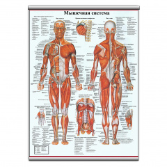 Плакат Vivay "Мышечная система" с планкой А0 (9057) Полтава