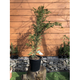 Тис ягодный Rovinsky Garden Taxus baccata 90-110 см 4л (RG551)