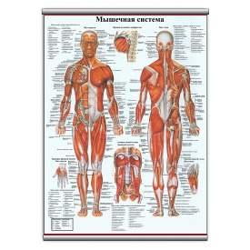 Плакат Vivay "Мышечная система" с планкой А0 (9057)