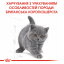 Сухой корм для котят Royal Canin Kitten British Shorthair 2 кг (3182550816533) (2566020) Кропивницкий
