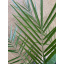 Финиковая Канарская Пальма Florinda Phoenix Canariensis, высота 60-80см, объём горшка 1,5л (RG060) Весёлое