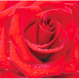 Фотошпалери Ніка Червона троянда 196х210