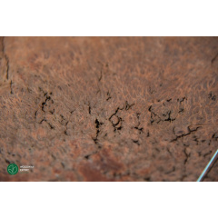 Шпон корень Амбойны 0,6 мм - Logs Полтава