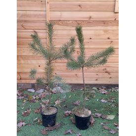 Сосна обыкновенная Rovinsky Garden Pinus sylvestris Aurea 60-80 см (объем горшка 3 л) RG341