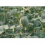Сетка для поддержки растений Tenax Ортинет 150x170 мм 1,7x10 м белая Киев