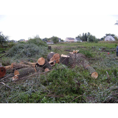 Срезание деревьев и кустарников Киев