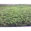 Декоративная трава DOMO Scala Verde 32 мм Цумань