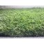 Декоративная трава DOMO Scala Verde 32 мм Кропивницкий