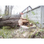 Видалення аварійного дерева Київ