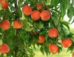 Из первых уст: Как правильно посадить и вырастить персиковый сад