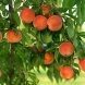 З перших вуст: Як правильно посадити і виростити персиковий сад