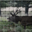Сетка для ограждения животных и птиц Cintoflex D 21x34 мм 2x100 м черная Киев