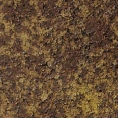 Тротуарна плитка Золотий Мандарин Старе місто 120х40 мм генуя Ужгород