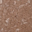 Тротуарная плитка Золотой Мандарин Кирпич Антик 240х160х90 мм полный прокрас персиковый Киев