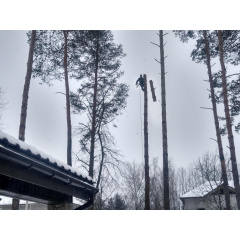 Удаление, спил деревьев по частям Киев